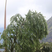 Caryota urens L.